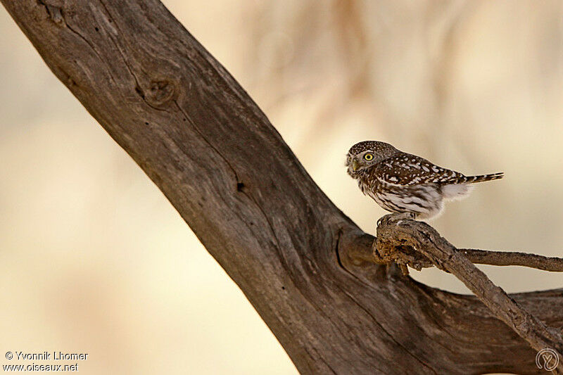 Pearl-spotted Owletadult, identification