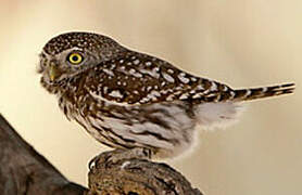 Pearl-spotted Owlet