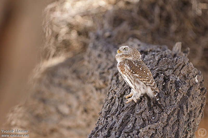 Pearl-spotted Owletadult, fishing/hunting, Behaviour