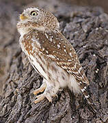 Pearl-spotted Owlet