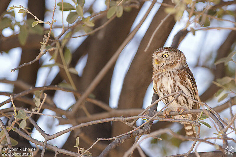 Pearl-spotted Owletadult, identification