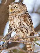 Pearl-spotted Owlet