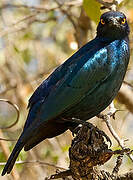Cape Starling