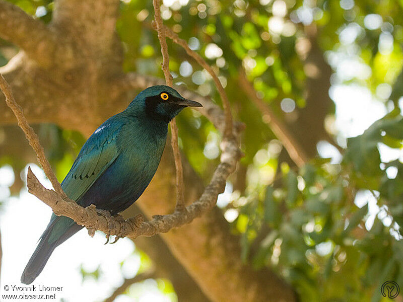 Choucador à oreillons bleusadulte, identification