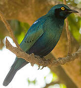 Greater Blue-eared Starling