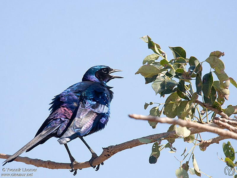 Choucador de Burchelladulte, identification