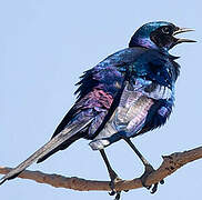 Burchell's Starling