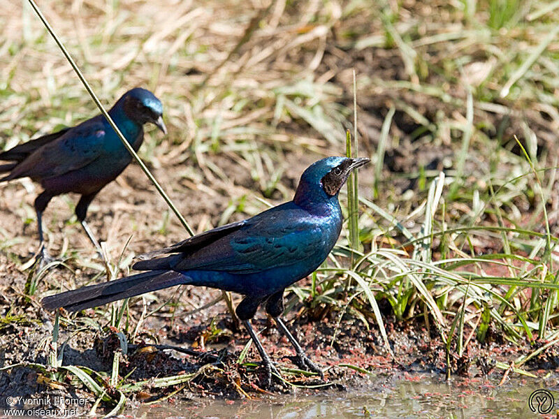 Choucador de Burchelladulte, identification