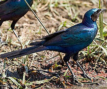 Burchell's Starling