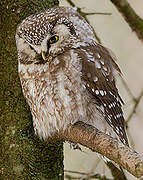 Boreal Owl