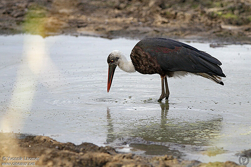 African Woolly-necked Storkadult, identification, Behaviour