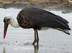 African Woolly-necked Stork