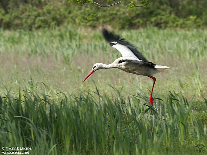 White Storkadult, identification