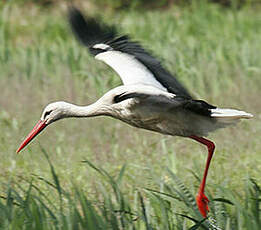 Cigogne blanche