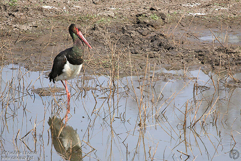 Cigogne noireadulte, identification