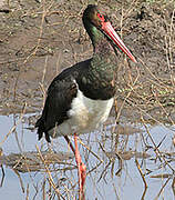 Black Stork