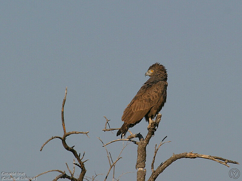 Circaète brunadulte nuptial, identification