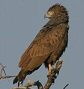 Brown Snake Eagle