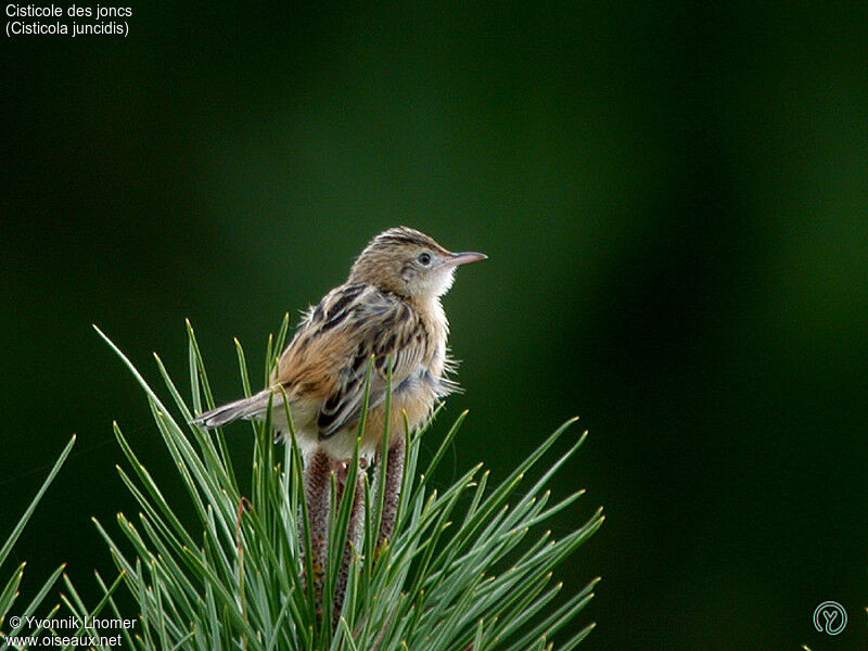 Zitting Cisticolaadult, identification