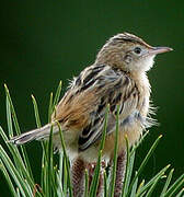 Zitting Cisticola