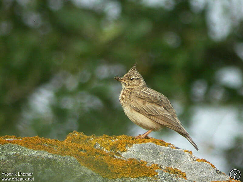 Crested Larkadult, feeding habits