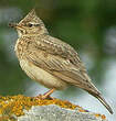 Cochevis huppé