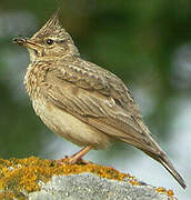 Crested Lark