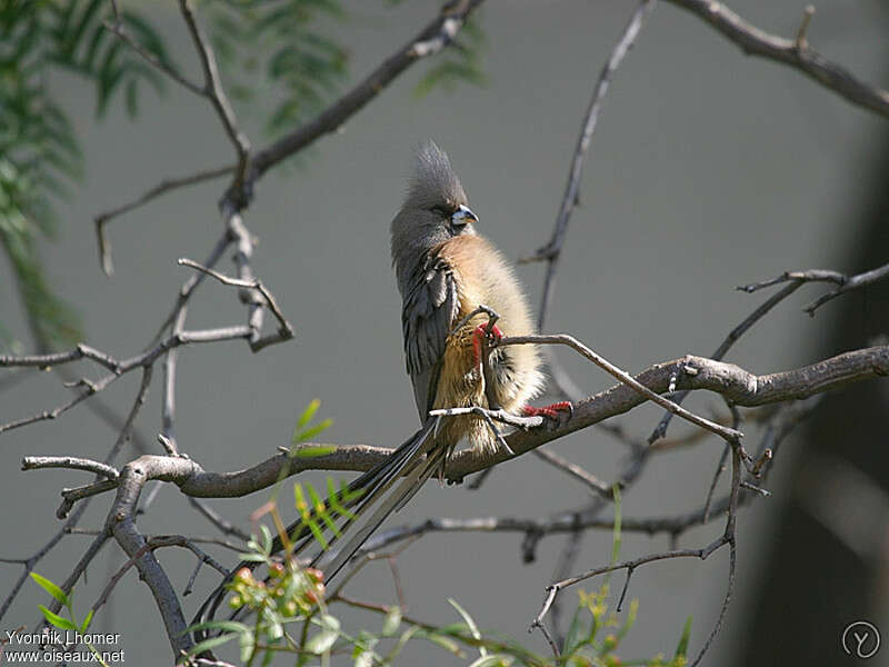 White-backed Mousebirdadult, identification