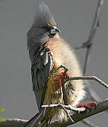 White-backed Mousebird