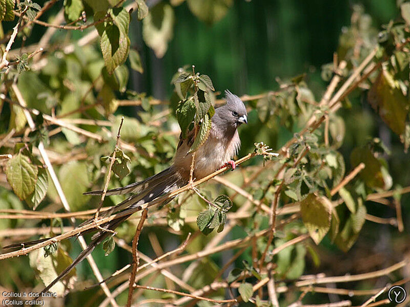 Coliou à dos blancadulte, identification