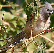 White-backed Mousebird