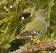 African Green Pigeon