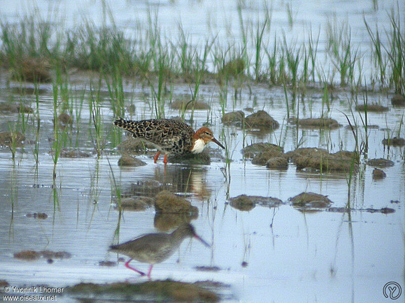 Combattant variéadulte, identification