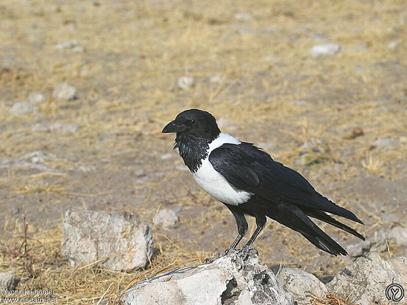 Pied Crowadult, identification