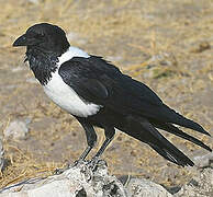 Pied Crow