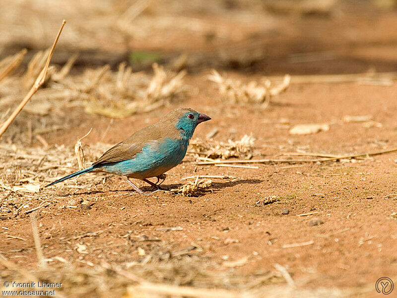 Blue Waxbill male adult, identification