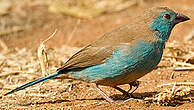 Cordonbleu de l'Angola