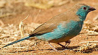 Blue Waxbill