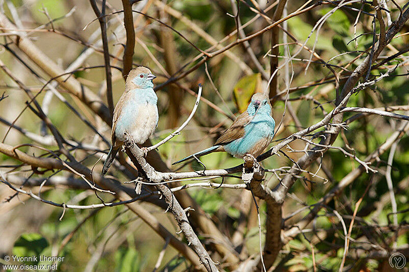 Cordonbleu de l'Angola adulte, identification