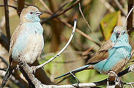 Blue Waxbill