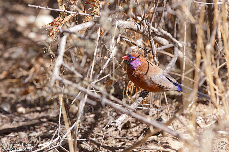 Violet-eared Waxbill male adult, identification