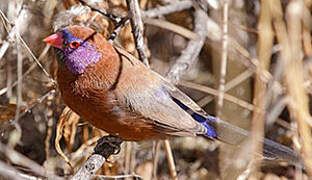 Violet-eared Waxbill