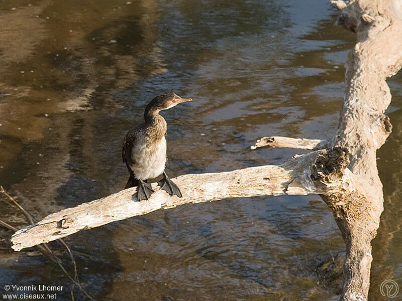 Reed Cormorant, identification