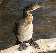 Reed Cormorant