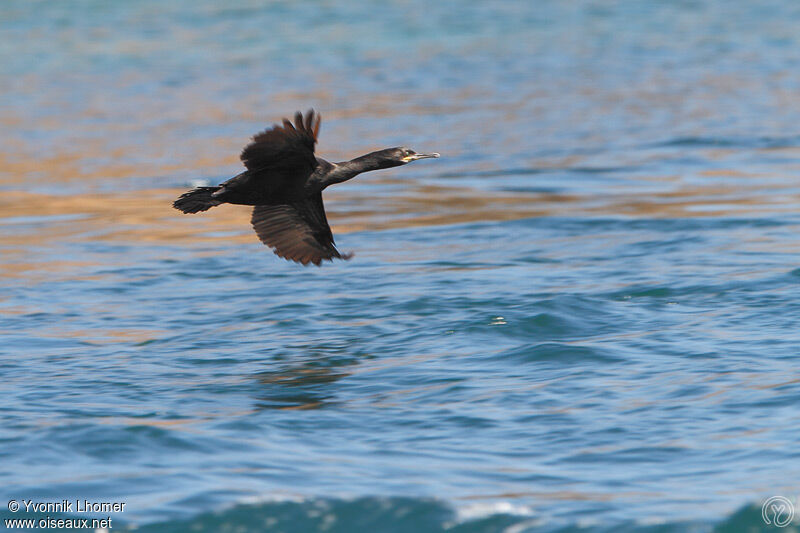 European Shagadult, Flight