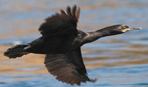 European Shag