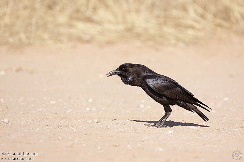 Cape Crowadult, identification, song