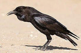 Cape Crow