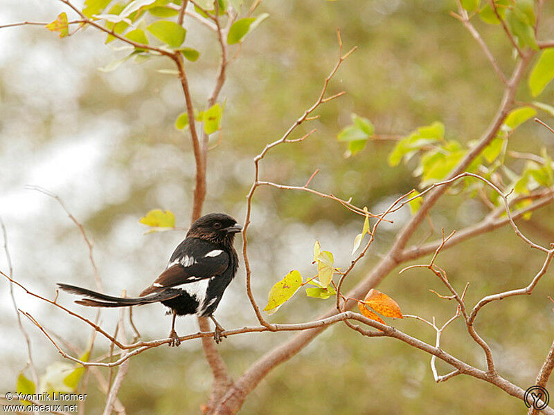 Corvinelle noir et blancadulte, identification