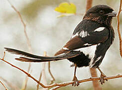 Magpie Shrike